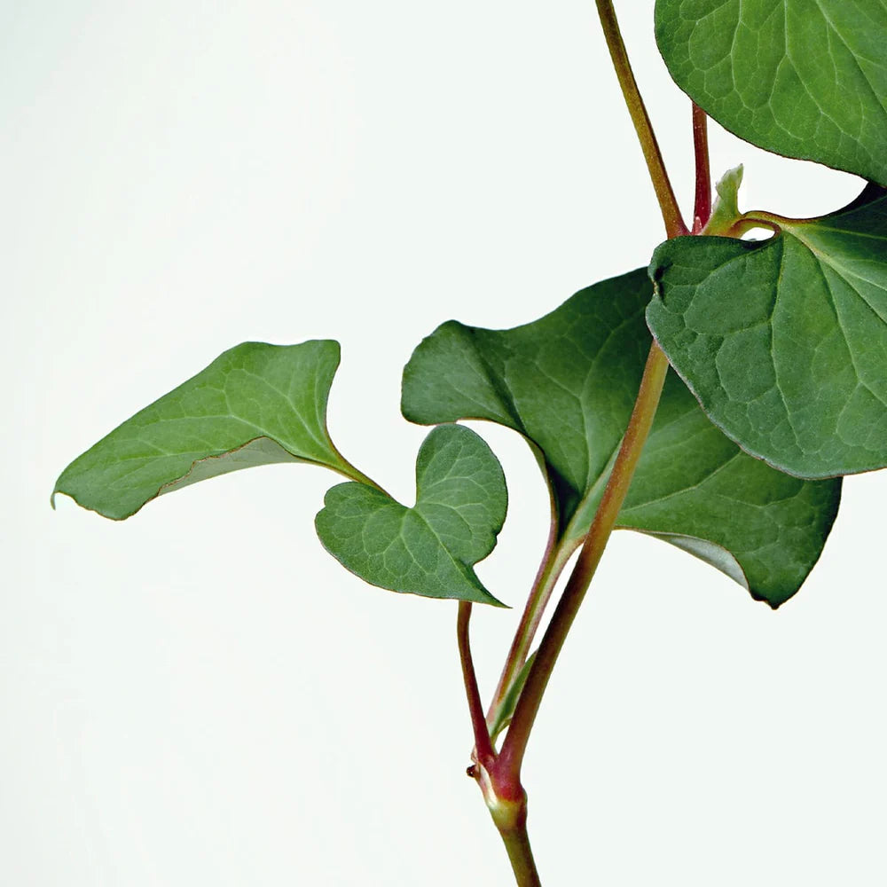 HEARTLEAF.webp